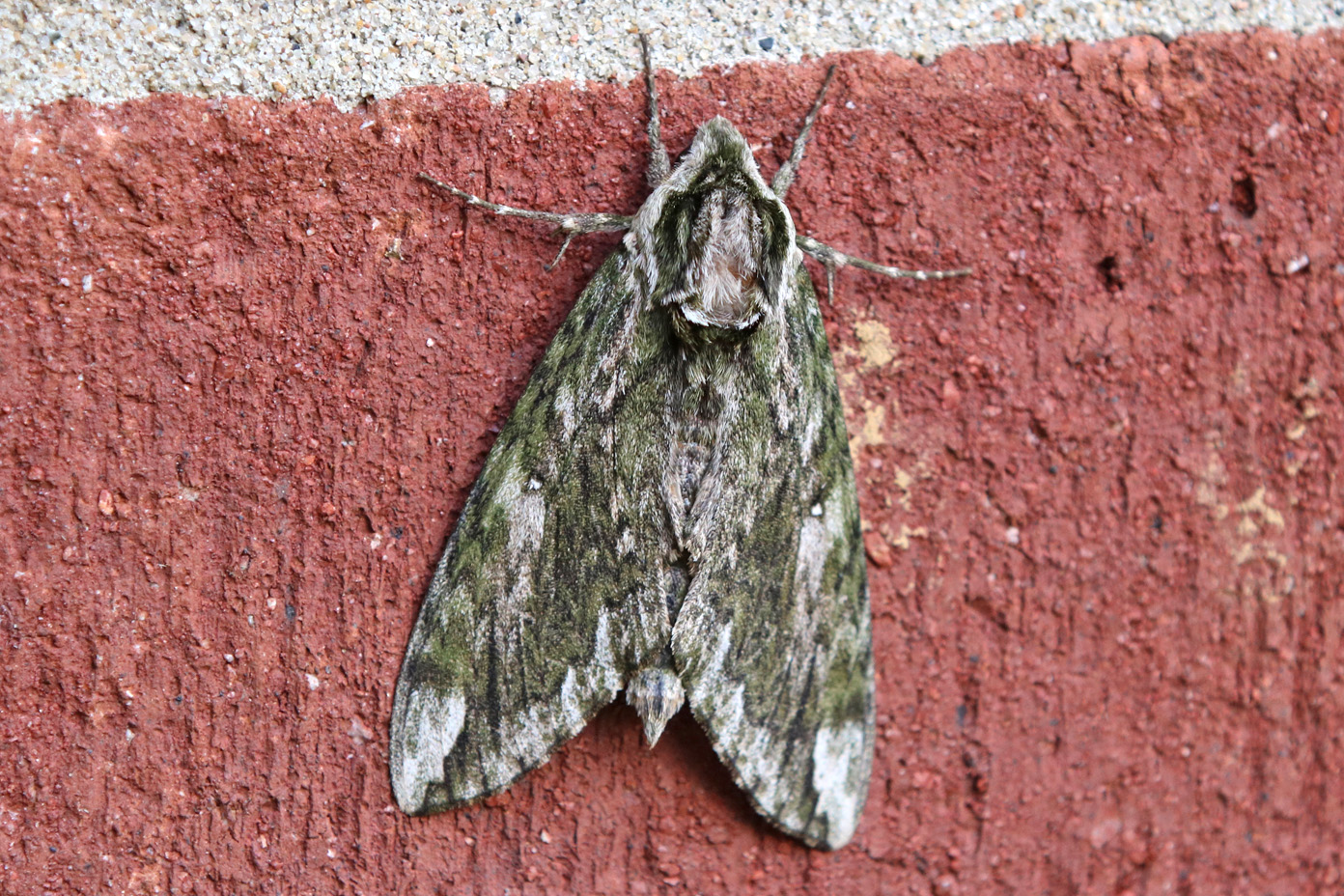 Hagen's Sphinx - Hodges #7790 Hagen's Sphinx - Hodges #7790